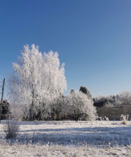 IMG_20250217_093208 (1)